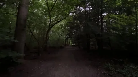 Dark forest dirt trail under dense green canopy with long shadows and deep Stock Footage 345009005