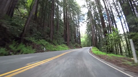 Dark Forest Drive through the Costal Redwoods of California - sub 02 Stockbeeldmateriaal 145510477