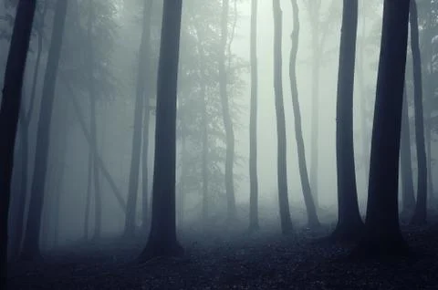 Dark forest fantasy background Stock Photos