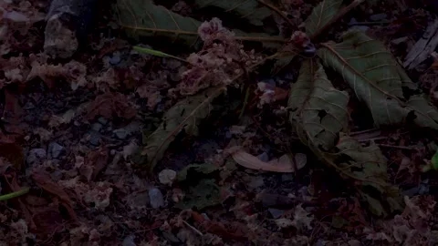 Dark forest floor with fallen leaves Stock Footage 337800420