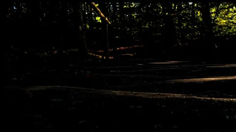 Dark Forest Floor by Lake Dappled Sunlight Late Summer Poland Stock Footage 346766108