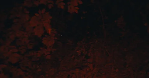 Dark Forest Floor With Sparse Vegetation At Night Stock Footage 301453493