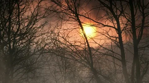 Dark forest Video stock 22170338