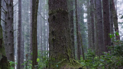 Dark Forest Video stock 39011947