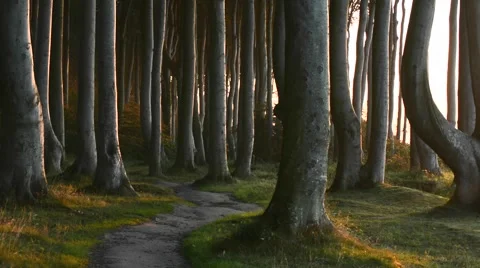 Dark forest Stock Footage 41823285