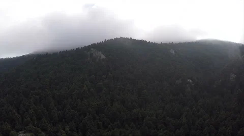 Dark Forest Stock Footage 46093862