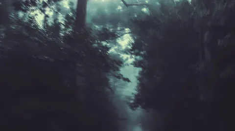 Dark forest Stock Footage