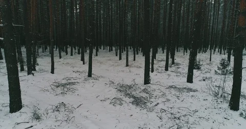 Dark Forest Stock Footage 95063316