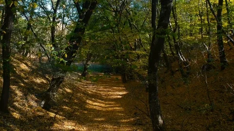 A dark forest Stock Footage 99007498