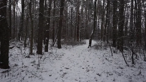 Dark forest Stock Footage 100023558