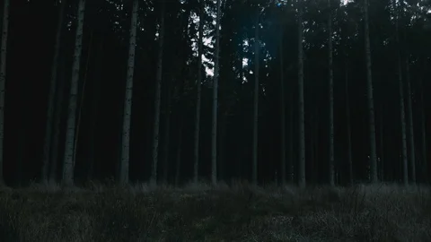 The dark forest Stock Footage 107941792
