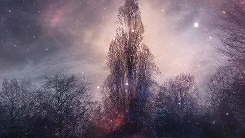 Dark Forest Stock Footage 122692900