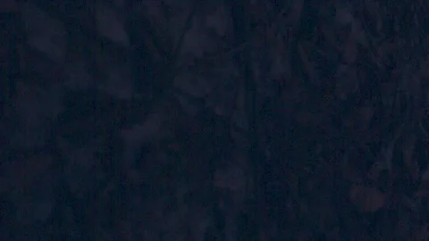 Dark forest 스톡 동영상 137642908