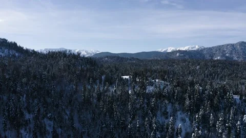 Dark forest 스톡 동영상 169296327