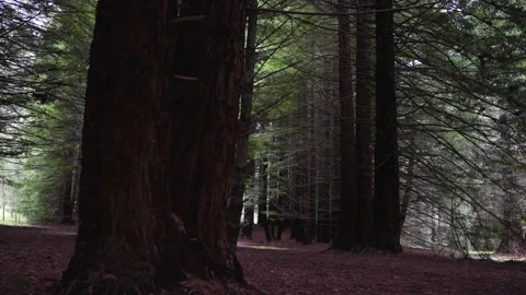 Dark Forest Stock Footage 217110414