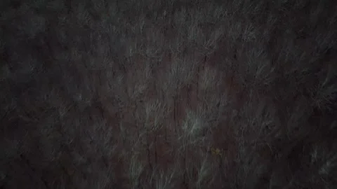 Dark Forest Stock Footage 256207911