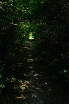 Dark forest footpath with some sunlight coming thru leaves Stock Photos