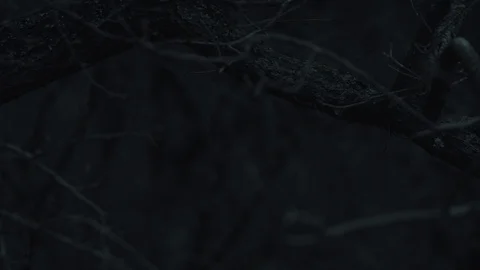 Dark forest giving a feeling of thrill Stock Footage 104728281
