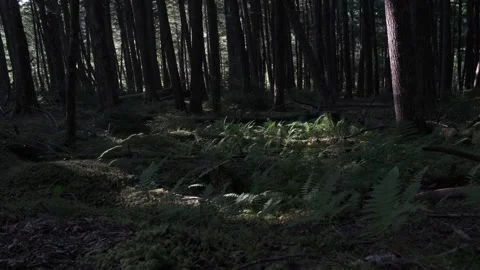 Dark Forest, Handheld Pan, Early Morning Stock Footage 340526175