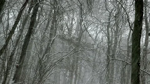 Dark Forest HardSnow1 Vídeos de archivo 238009977