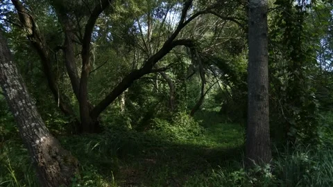Dark forest interior with old curved tree trunks and mossy bark Stockbeeldmateriaal 339804705