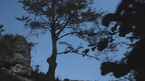 Dark forest with Jurassic mountains Stock Footage 100989374