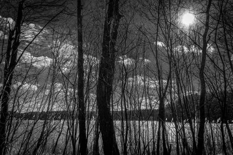 Dark forest on the lake Stock Photos