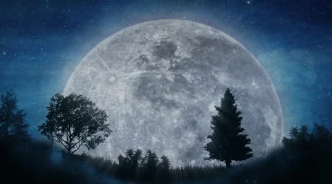 Dark forest landscape in full moon night sky with black silhouettes of trees Stock Footage 264160662