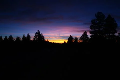 Dark forest landscape Stock Photos