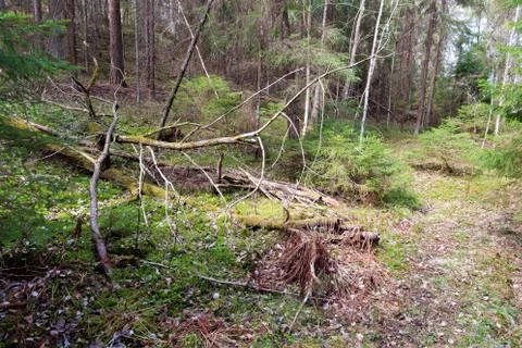 Dark forest landscape on spring. Sprawling old tree on foreground. Stock Photos
