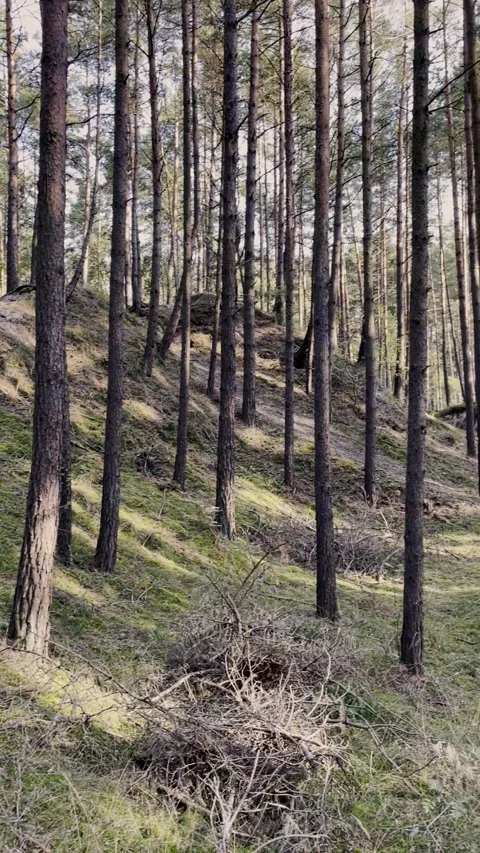 Dark Forest Landscape with Tree Silhouettes Stockbeeldmateriaal 345909480