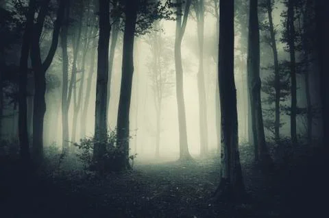Dark forest landscape with trees and fog Stock Photos