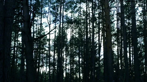 The dark forest, light through the branches. Video stock 60133794