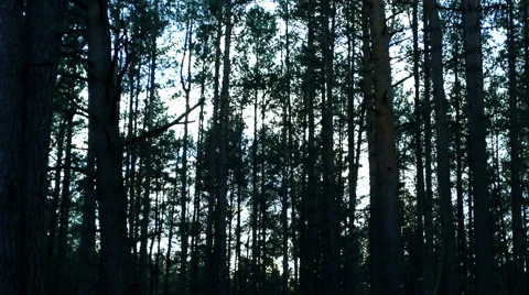 The dark forest, light through the branches. Stock Footage 60140096
