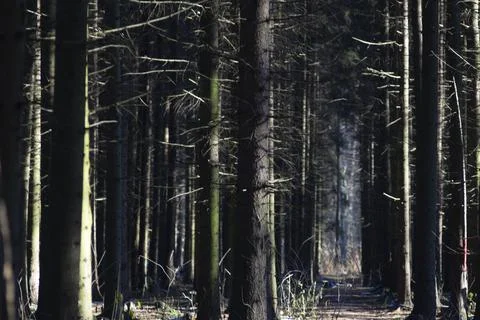 Dark forest lit by the sun Stock Photos