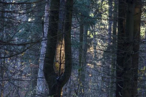 Dark forest lit by the sun Stock Photos