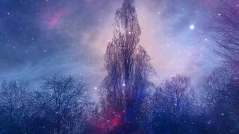 Dark Forest in magic light Stock Footage 127709171