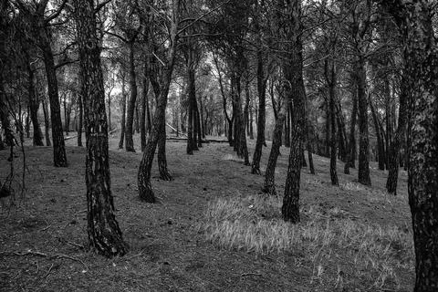 Dark forest in the mist Stock Photos