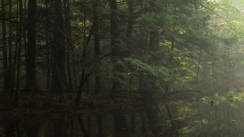 Dark Forest by a Misty Swamp Stock Footage