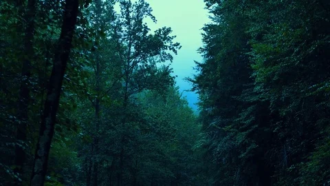 Dark Forest Moonlit Evening Pale Light Stock Footage 82150302