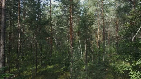 Dark forest in the morning Stock Footage 160912714