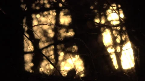 Dark forest in nature  in 스톡 동영상 47072011