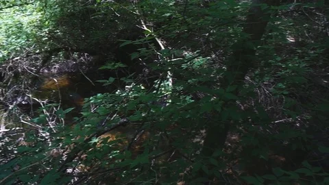 Dark forest nature Stock Footage 77503713