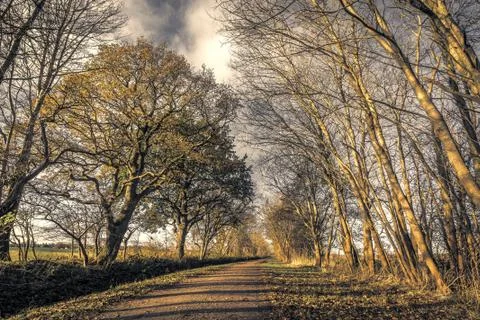 Dark forest with a nature path in the fall Stock Photos