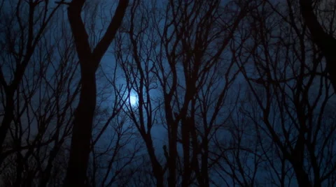 The Dark Forest At Night Stock Footage