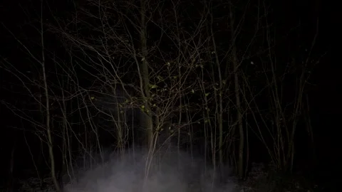 Dark forest at night with glowing trees and misty white smoke Vidéo 294547502