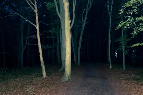 Dark forest at night Stock Photos