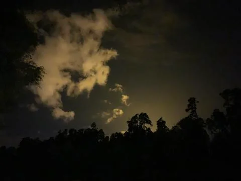 Dark forest at night Stock Photos