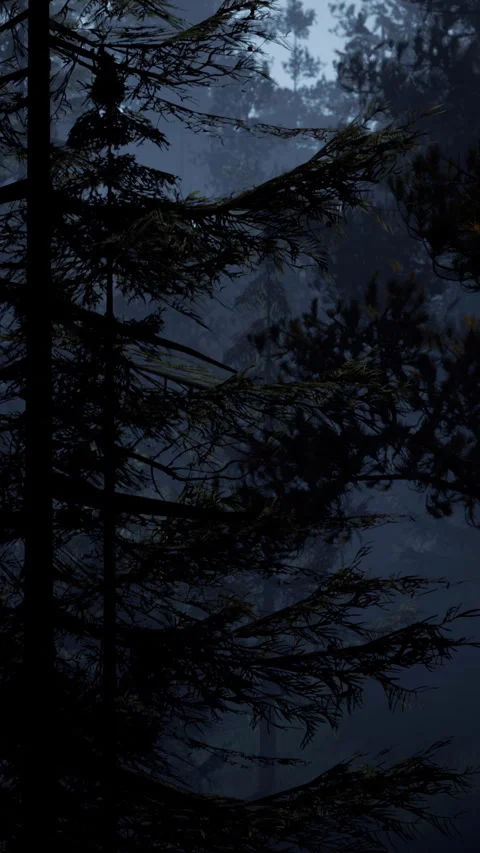 Dark forest at night with tall trees and shadows in the background Stock Footage 346753274