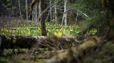 Dark Forest Pan to Bright Wildflowers Vídeos de archivo 10768936